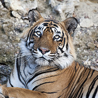 Buy canvas prints of T24, Male Tiger, Ranthambhore, India by Janette Hill