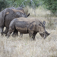 Buy canvas prints of White Rhino, Endangered by Janette Hill