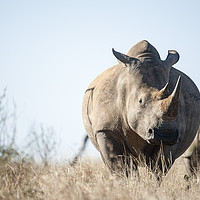 Buy canvas prints of White Rhino  by Janette Hill