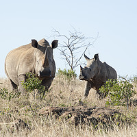 Buy canvas prints of White Rhino Mother and Calf by Janette Hill