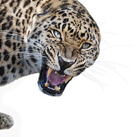 Buy canvas prints of Angry Leopard by Janette Hill