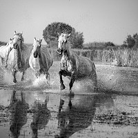 Buy canvas prints of Camargue White Horses in Mono by Janette Hill