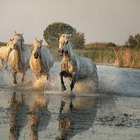 Buy canvas prints of Camargue White Horses  by Janette Hill