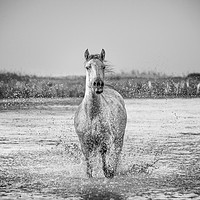 Buy canvas prints of Lone White Horse in mono by Janette Hill