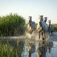 Buy canvas prints of White Horses in the Camargue by Janette Hill