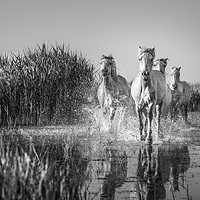 Buy canvas prints of White Horses in the Camargue in mono by Janette Hill