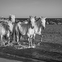 Buy canvas prints of Sea Horses Mono by Janette Hill