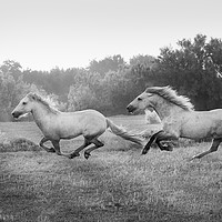 Buy canvas prints of Stallion run in mono by Janette Hill
