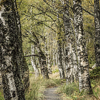 Buy canvas prints of Along this path by Janette Hill