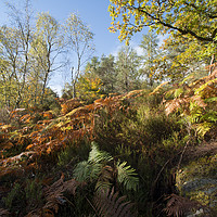 Buy canvas prints of Autumn Ferns by Janette Hill