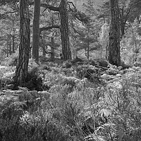 Buy canvas prints of Trunks and Ferns Mono by Janette Hill