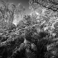 Buy canvas prints of Ferns and Trees in mono by Janette Hill