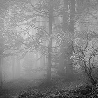 Buy canvas prints of The Misty Forest by Janette Hill
