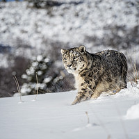 Buy canvas prints of Snow Leopard by Janette Hill