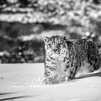 Buy canvas prints of Stalking Snow Leopard in mono by Janette Hill