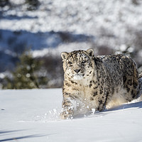 Buy canvas prints of Stalking Snow Leopard by Janette Hill