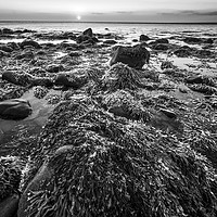 Buy canvas prints of Seaweed and Rocks in Mono by Janette Hill