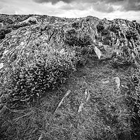 Buy canvas prints of Rocks, Heather and Lone Tree in Mono  by Janette Hill