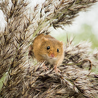 Buy canvas prints of Harvest Mouse  by Janette Hill