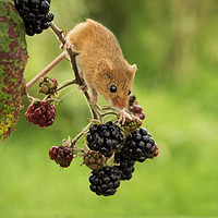 Buy canvas prints of Harvest Mouse and Berries by Janette Hill