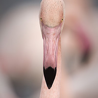 Buy canvas prints of Pink Flamingo Portrait by Janette Hill