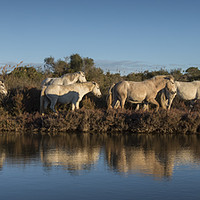 Buy canvas prints of White Horses Reflection by Janette Hill