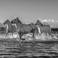 Buy canvas prints of Sea Horses panorama mono by Janette Hill
