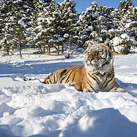 Buy canvas prints of Siberian Tiger in snow by Janette Hill