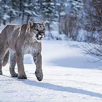Buy canvas prints of Puma Prowl by Janette Hill