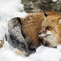 Buy canvas prints of Foxy in the snow by Janette Hill