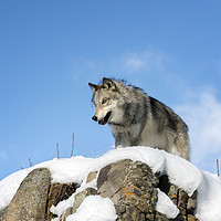 Buy canvas prints of Wolf lookout  by Janette Hill