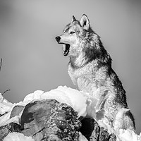 Buy canvas prints of Wolf  in mono    by Janette Hill