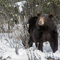 Buy canvas prints of Black Bear in snow by Janette Hill