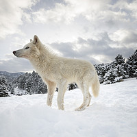 Buy canvas prints of Arctic Wolf on the Hill by Janette Hill