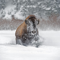 Buy canvas prints of Bison in the snow by Janette Hill