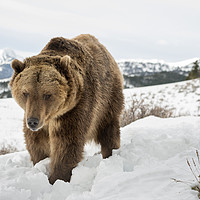 Buy canvas prints of Bear in Snow by Janette Hill