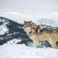 Buy canvas prints of Wolf on top of the World by Janette Hill