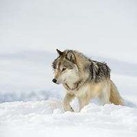 Buy canvas prints of Lone Wolf by Janette Hill