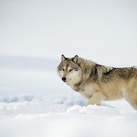 Buy canvas prints of Grey Wolf in Snow by Janette Hill