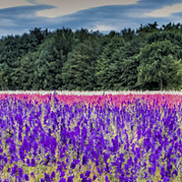 Buy canvas prints of Delphinium Fields by Janette Hill
