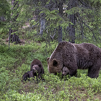 Buy canvas prints of Brown Bear Family, Finland by Janette Hill