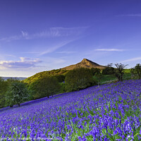 Buy canvas prints of Enchanting Bluebell Woods by John Carson