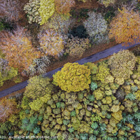 Buy canvas prints of A Kaleidoscope of Autumn Colours by John Carson