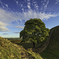 Buy canvas prints of The Sycamore Gap by John Carson