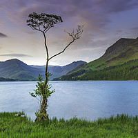 Buy canvas prints of Majestic Beauty of Buttermeres Lone Tree by John Carson