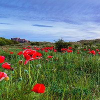 Buy canvas prints of Bamburgh castle poppies. by John Carson