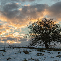 Buy canvas prints of Lonely Tree sunrise in winter by Wayne Lytton
