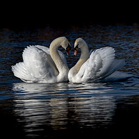 Buy canvas prints of Saint Valentines day Swans by Wayne Lytton