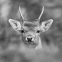 Buy canvas prints of Young Buck  by Wayne Lytton