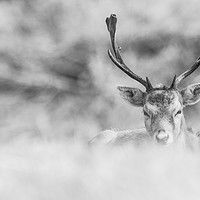 Buy canvas prints of black and white stag  by Wayne Lytton